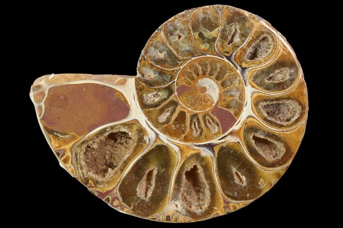 Sliced, Agatized Ammonite Fossil (Half) - Jurassic #100555